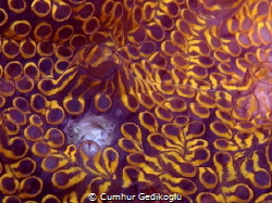 Botrylloides nigrum
Flat tunicate by Cumhur Gedikoglu 